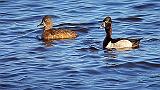 Ring-necked Ducks_DSCF0192